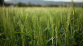 Κρήτη: Θρίλερ με 20χρονο που βρέθηκε νεκρός κάτω από δέντρο