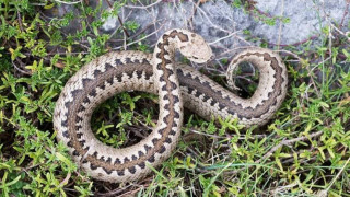 Η «Οδύσσεια» άνδρα που τον τσίμπησε οχιά στη Χαλκιδική