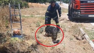 VIDEO - Θεσσαλονίκη: Πυροσβέστες έσωσαν σκύλο που έπεσε σε φρεάτιο