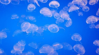 Χαλκιδική: Η εξήγηση για τις μέδουσες - Εφαρμογή δείχνει πού εμφανίζονται!