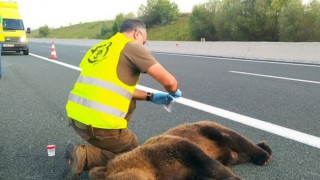 Κοζάνη: Αρκούδα θύμα σε τροχαίο στην Εγνατία Οδό!