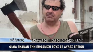 Ο απόλυτος εξολοθρευτής φιδιών είναι Σερραίος! (ΒΙΝΤΕΟ)