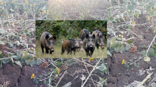 «Θα μας... φάνε τα αγριογούρουνα», κραυγή απόγνωσης στον Έβρο