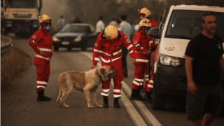 Απίστευτη στιγμή! Εθελοντές σώζουν και φροντίζουν σκύλο από την πυρκαγιά