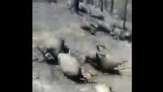 ΣΟΚ: Δεκάδες ζώα καμένα από την πυρκαγιά στην Εύβοια-ΠΡΟΣΟΧΗ ΣΚΛΗΡΕΣ ΕΙΚΟΝΕΣ