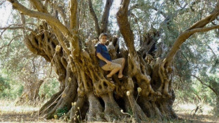 Φωτιά: Στάχτη έγινε η φημισμένη ελιά 2.500 χρόνων στις Ροβιές