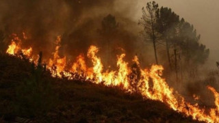 Καθηγητής Δασολογίας: Οι φωτιές στα δάση θα πνίξουν τις πόλεις