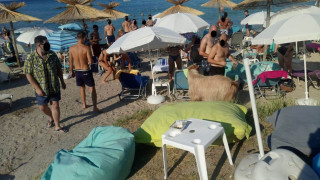 Χαλκιδική: Τράγος τριγυρνάει σε beach bar του δεύτερου ποδιού!
