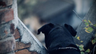 Κοζάνη: Ενοχοι οι ιδιοκτήτες των ροτβάιλερ για τον θάνατο του 5χρονου