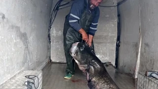 Κοζάνη: Έπιασε γουλιανό 123 κιλών στη λίμνη Πολυφύτου!