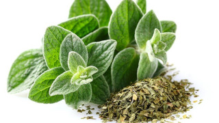 Το ελληνικό αρωματικό που είναι φυσικό αντιβιοτικό και ρίχνει τη χοληστερόλη