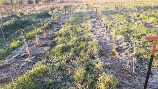 Πιερία: Θα αποζημιωθούν οι σταφυλοπαραγωγοί της ποικιλίας Grimson