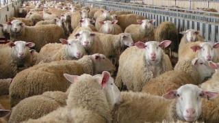 Θεσσαλία: Πλασάρουν στη μαύρη αγορά αιγοπρόβατα με ευλογιά!