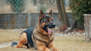 Κιλκίς: Συνελήφθη άνδρας που σκότωσε σκύλο με όπλο