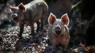 Βόρεια Ελλάδα: Ραγδαία αύξηση στα κρούσματα της Αφρικανικής Πανώλης των Χοίρων