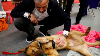 Άξελ: Ο χαρισματικός σκύλος που έκλεψε την καρδιά του Κωνσταντίνου Ζέρβα