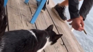 BBC: Ξεσκέπασε τις ομάδες φρίκης που βασανίζουν και βιντεοσκοπούν γατάκια