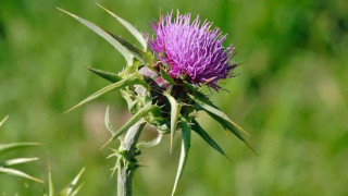 Το γαϊδουράγκαθο «θωρακίζει» τον οργανισμό και λειτουργεί ως... αντικαρκινικό φάρμακο