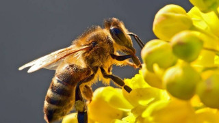 Τσίμπημα μέλισσας: Τα συμπτώματα, οι παράγοντες κινδύνου και η θεραπεία