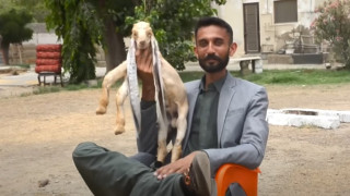 Ο «Ντάμπο» υπάρχει αλλά είναι τράγος και όχι ελεφαντάκι