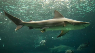 Κανάρια νησιά: Νεκρή τουρίστρια μετά από επίθεση καρχαρία