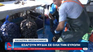 Χαλάστρα Θεσσαλονίκης: Εξάγουν μύδια σε όλη την Ευρώπη