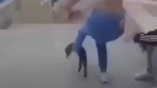 Κρήτη: Ταυτοποιήθηκε η ανήλικη μαθήτρια που το κλώτσησε γατάκι