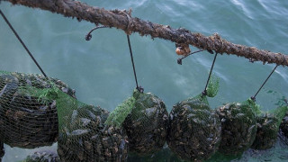 Δήμος Δέλτα: Ενίσχυση της αλιείας- Ανοίγουν οι αιτήσεις για ιδιωτικές επενδύσεις