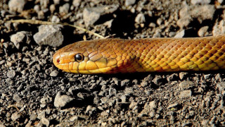Χαλκιδική: Φίδι 1,5 μέτρο προκάλεσε πανικό σε beach bar (vid)