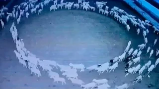 Δεν έρχεται το τέλος του κόσμου: Γι' αυτό έκαναν κύκλους τα πρόβατα 12 συνεχόμενες μέρες