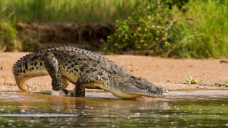 Κόστα Ρίκα: Κροκόδειλος κατακρεούργησε κι αποκεφάλισε 8χρονο μπροστά στα μάτια των δικών του