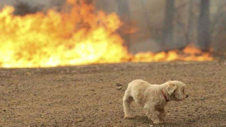 Απίστευτο: Σκύλος προκάλεσε φωτιά σε σπίτι, όταν άναψε… ένα πιστολάκι μαλλιών