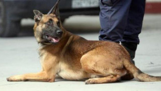 Λιμενικό Σώμα: Τα νέα οχήματα που θα μεταφέρουν αστυνομικούς σκύλους Κ-9