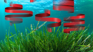 Τα φύκια και οι μεταξωτές κορδέλες