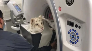 Ανακάλυψη στη Σιβηρία: Ένας σπαθόδοντας 35.000 ετών βρέθηκε στους πάγους