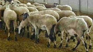 Απίθανη ιστορία στην Κρήτη: Τον έπιασαν να κλέβει πρόβατα αλλά εκείνος επικαλέστηκε… ροζ ιστορία!