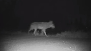 Σέρρες: Λύκος... βολτάρει δίπλα σε νηπιαγωγείο - Δείτε βίντεο