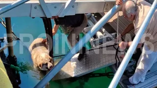 Αποτροπιασμός στην Καβάλα: Άνδρας κλώτσησε αδέσποτο σκύλο και τον έριξε στη θάλασσα