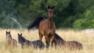 Γιατί κοιμούνται όρθια τα άλογα