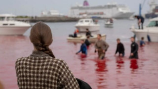 «Φρικιαστικό» θέαμα για επιβάτες κρουαζιέρας: 78 φάλαινες σφαγιάστηκαν μπροστά τους