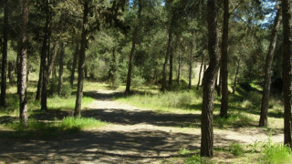 Θεσσαλονίκη: Απαγόρευση κυκλοφορίας σε δασικές εκτάσεις λόγω κινδύνου πυρκαγιάς