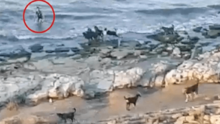 Ρωσία: Αγοράκι βουτάει στη θάλασσα για να σωθεί από αγέλη εξαγριωμένων σκύλων