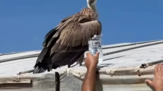 Κρήτη: Πτηνό βρέθηκε σε άσχημη κατάσταση και μπήκε στο θερμοκήπιο (VID)