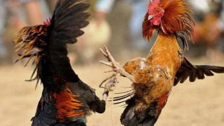 Τα κοκόρια και το ραντεβού στα τυφλά για τη θέση του γενικού αρχηγού   