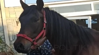 Άλογο μπούκαρε σε επιχείρηση στη Χαλκιδική