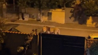 Ιταλία: Λιοντάρι το έσκασε από τσίρκο – Ζητούν από τον κόσμο να μείνει στα σπίτια του