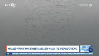 Αλεξανδρούπολη: Χιλιάδες ψάρια βγήκαν στην επιφάνεια - Δεν ήταν νεκρά
