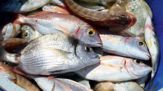 Κατασχέθηκαν και θα δοθούν ψάρια σε ευαγή ιδρύματα