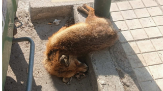 Αθήνα: Νεκρή αλεπού βρέθηκε δίπλα στα σκουπίδια
