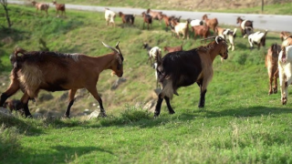 Σοκαρισμένοι οι κάτοικοι της Ικαρίας: Κατσίκα ήταν κρεμασμένη σε δέντρο επί τέσσερις ημέρες (vid)